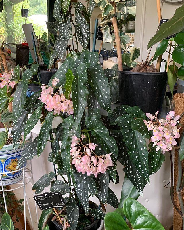 好看的皇后植物,皇后花卉名称