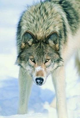 极度恐慌电影女主,极度恐慌女主是谁