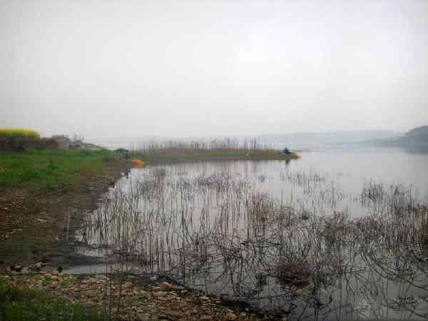 白鲫是白甲鲫鱼吗,白鲫钓大鲫鱼视频