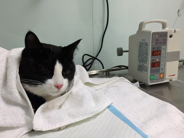 猫猫得了急性肠胃炎能吃猫条不,猫急性肠胃炎打什么针