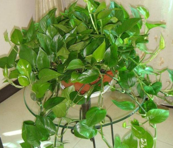 绿萝有毒还是没毒,绿萝有毒吗误食了咋办