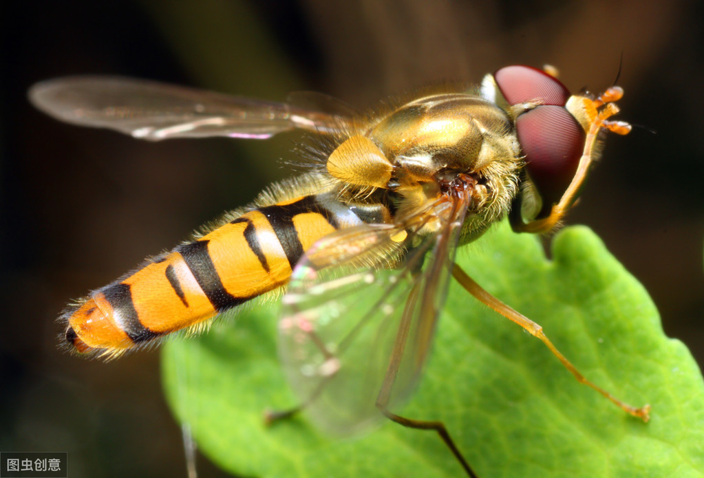 长得像蜜蜂确是苍蝇的亲戚,行为又是益虫的一种生物——食蚜蝇
