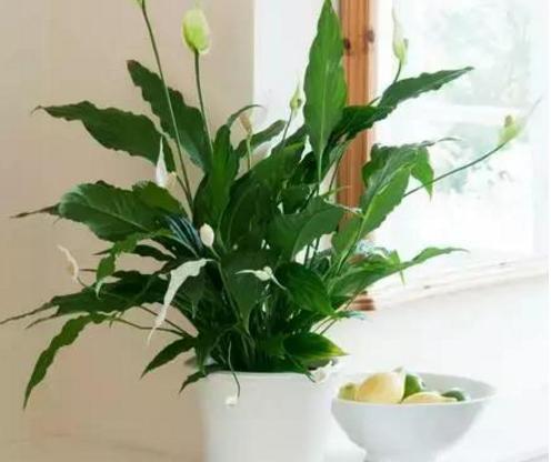 一帆风顺怎么才能开出大的花朵,一帆风顺怎么开出白花