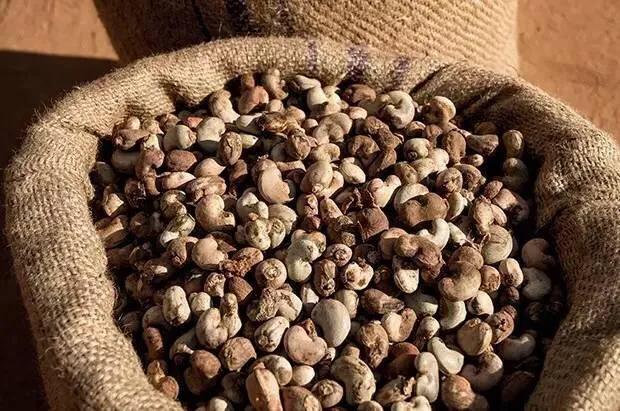 腰果科普知识,腰果哪部分有毒