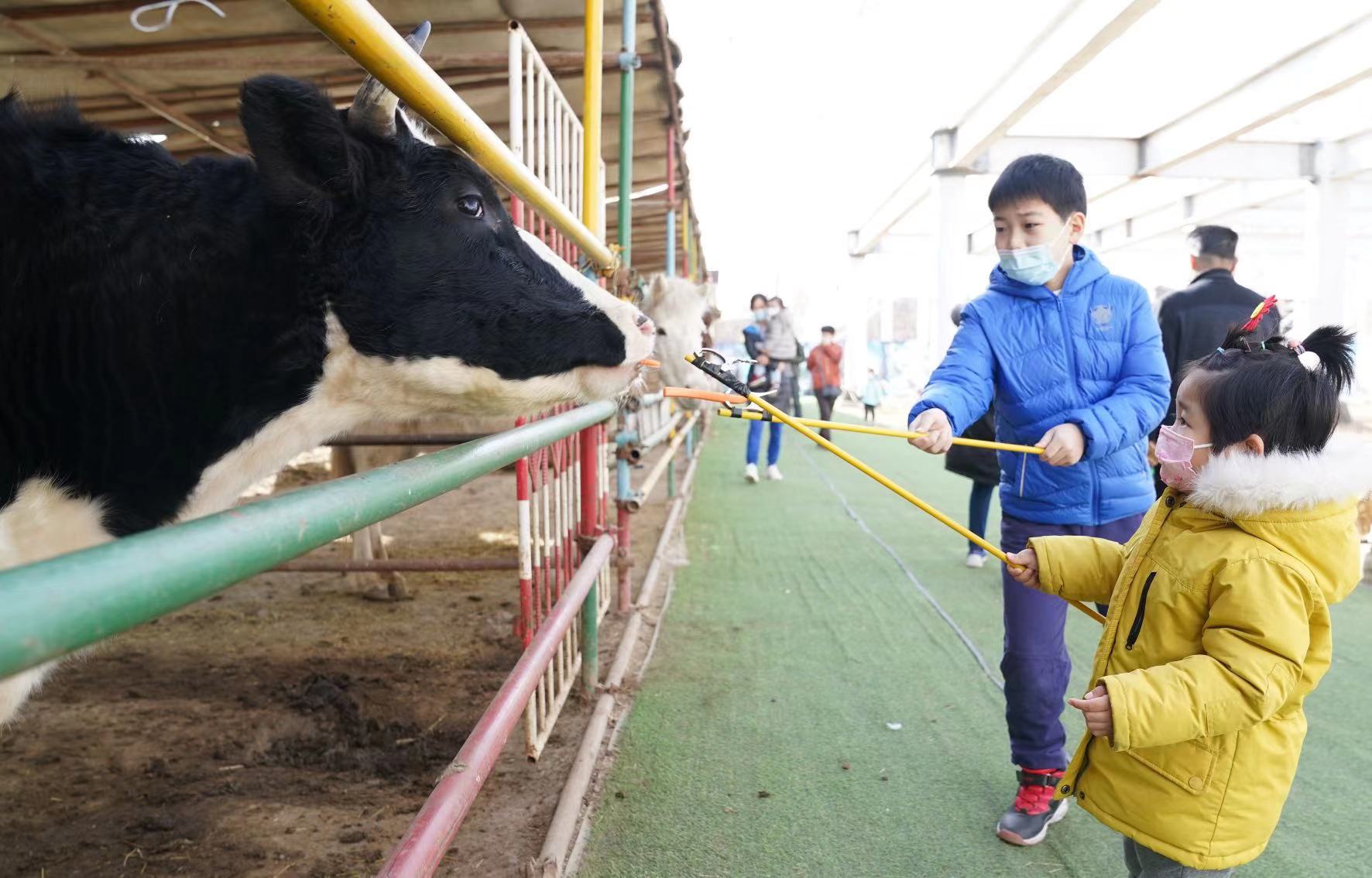 喂牛看牛灯，丰台南宫“牛气冲天”迎新春
