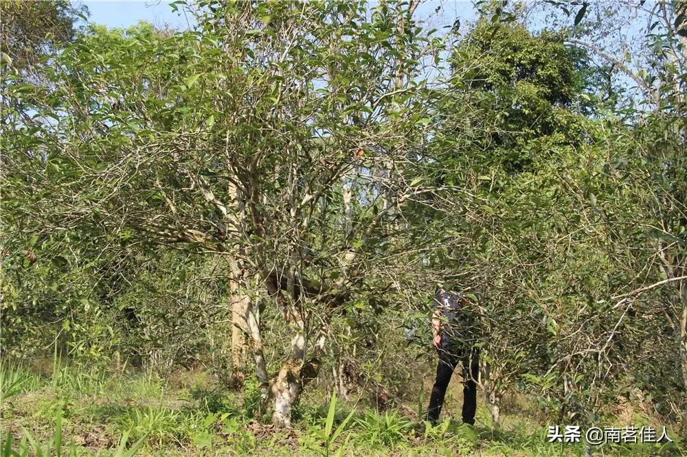 重走茶马古道,重走茶马古道的感觉