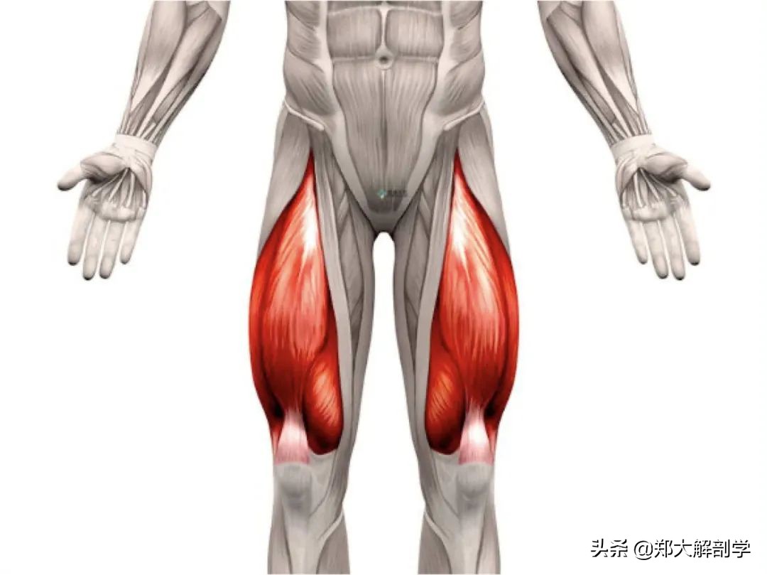 老年人蹲马步的正确方法,老年人膝盖疼蹲不下去怎么锻炼