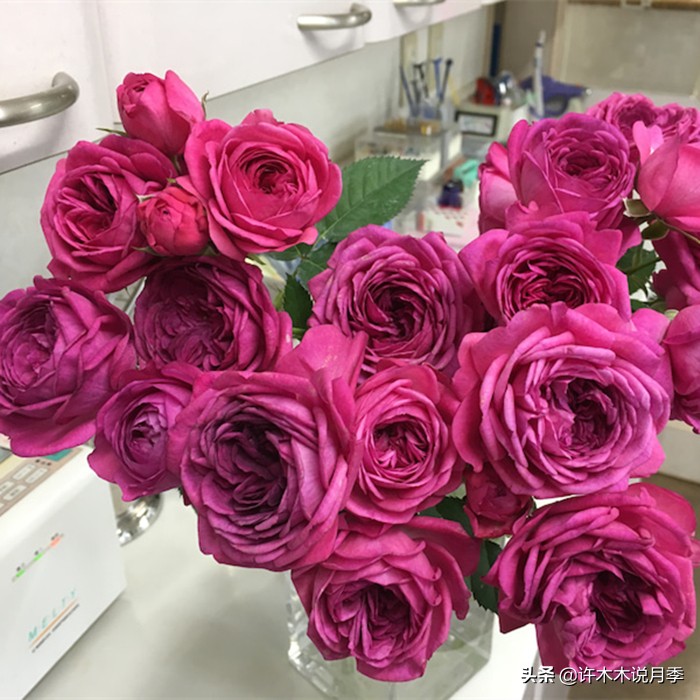 月季土壤里面有小虫子怎么办,月季花盆土壤里面的虫子