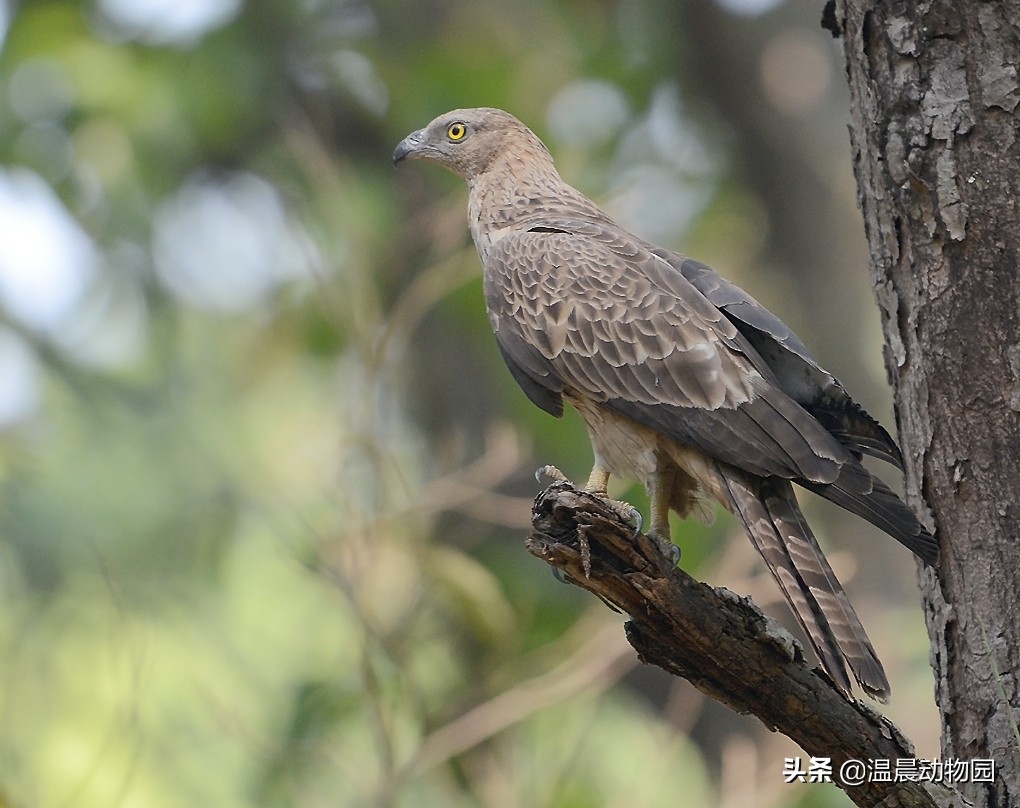 鹰死前拔羽毛视频,辟谣鹰真的会把幼鹰推下悬崖吗