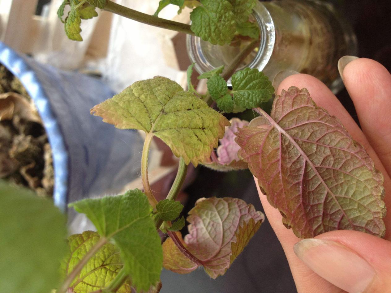 养花水臭怎么办,养花臭水烂根