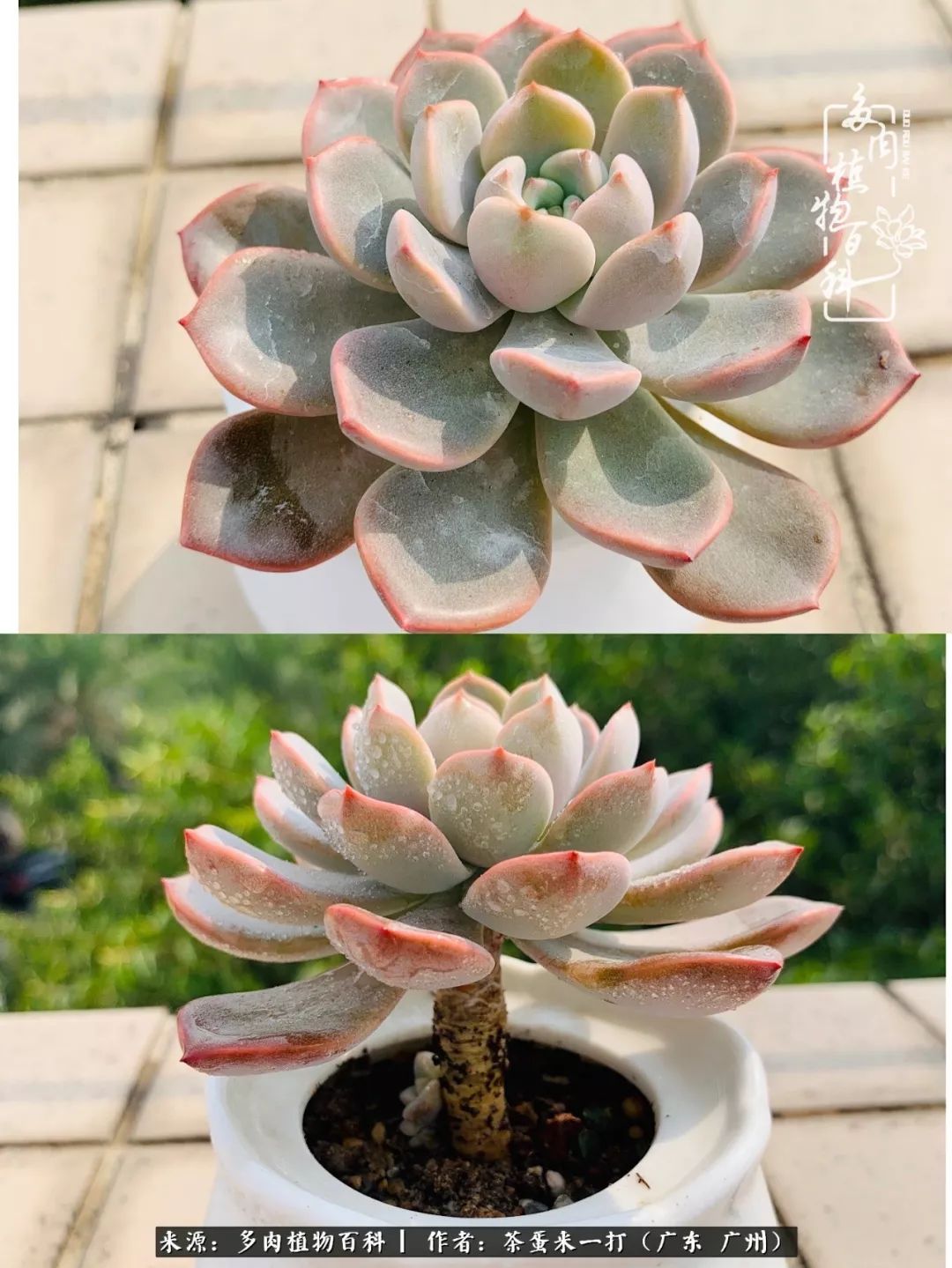 在冬日阳光下,记一个多肉小白的养肉历程