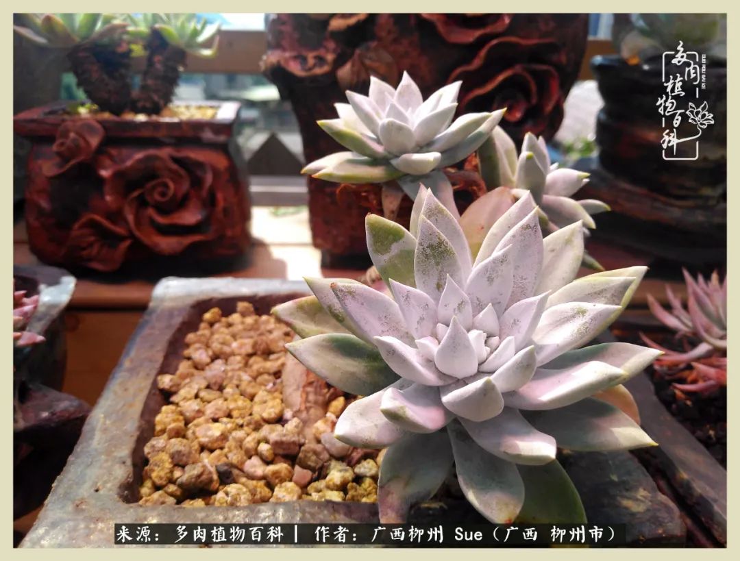 艳阳高照凉爽贵州,我要勤快地捕捉美好!(二)