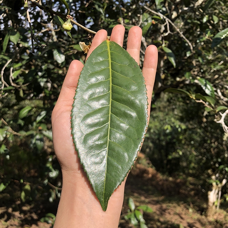 品饮普洱茶技巧,普洱茶锁喉咽喉不舒服怎么办