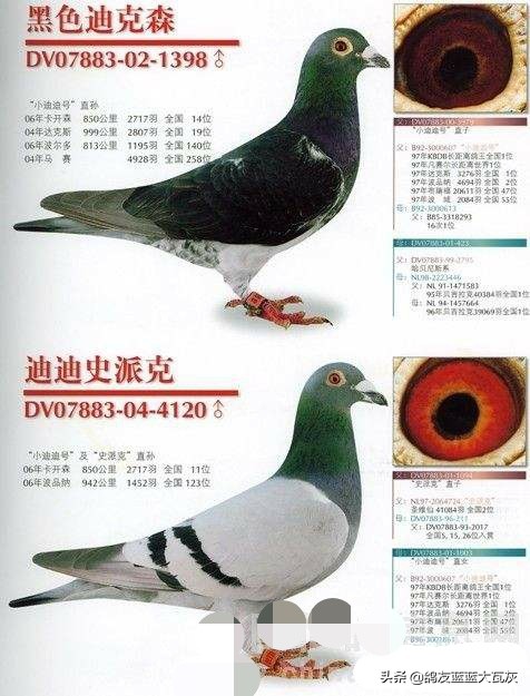 西格穆勒鸽配什么血统能飞,西格穆勒鸽系的主要特征