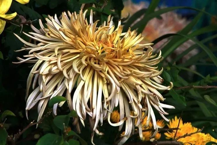 花中四君子菊花国画用笔,花中四君子菊花高清图片