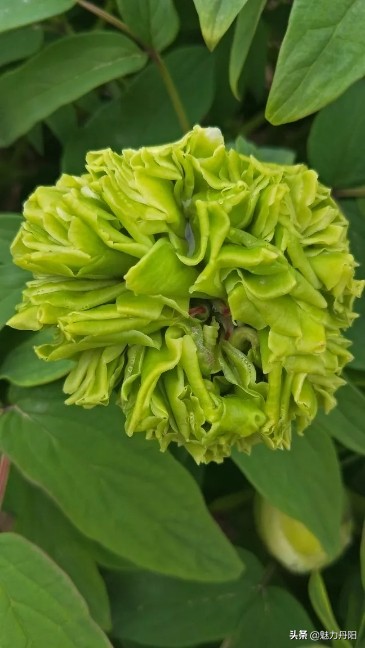 牡丹的一生简单历程文字描述,牡丹的历史和发展