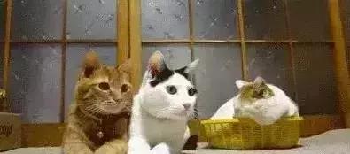 汕尾有多大面积和人口有多少,汕尾是个什么样的城市