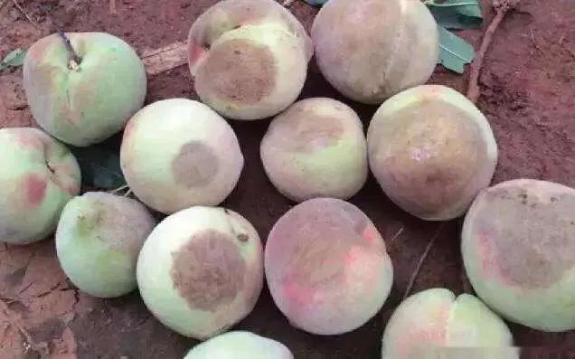 桃树花果期管理有哪些内容,桃树开花期如何管理