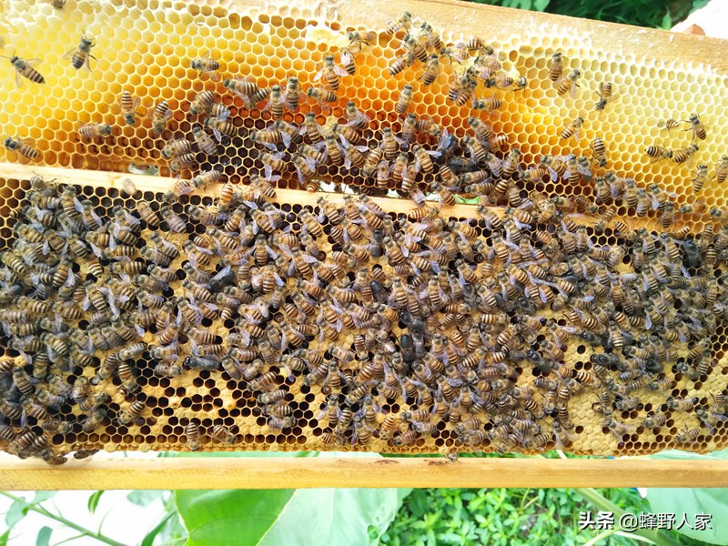人工如何原地分蜜蜂,如何快速诱来分蜂群