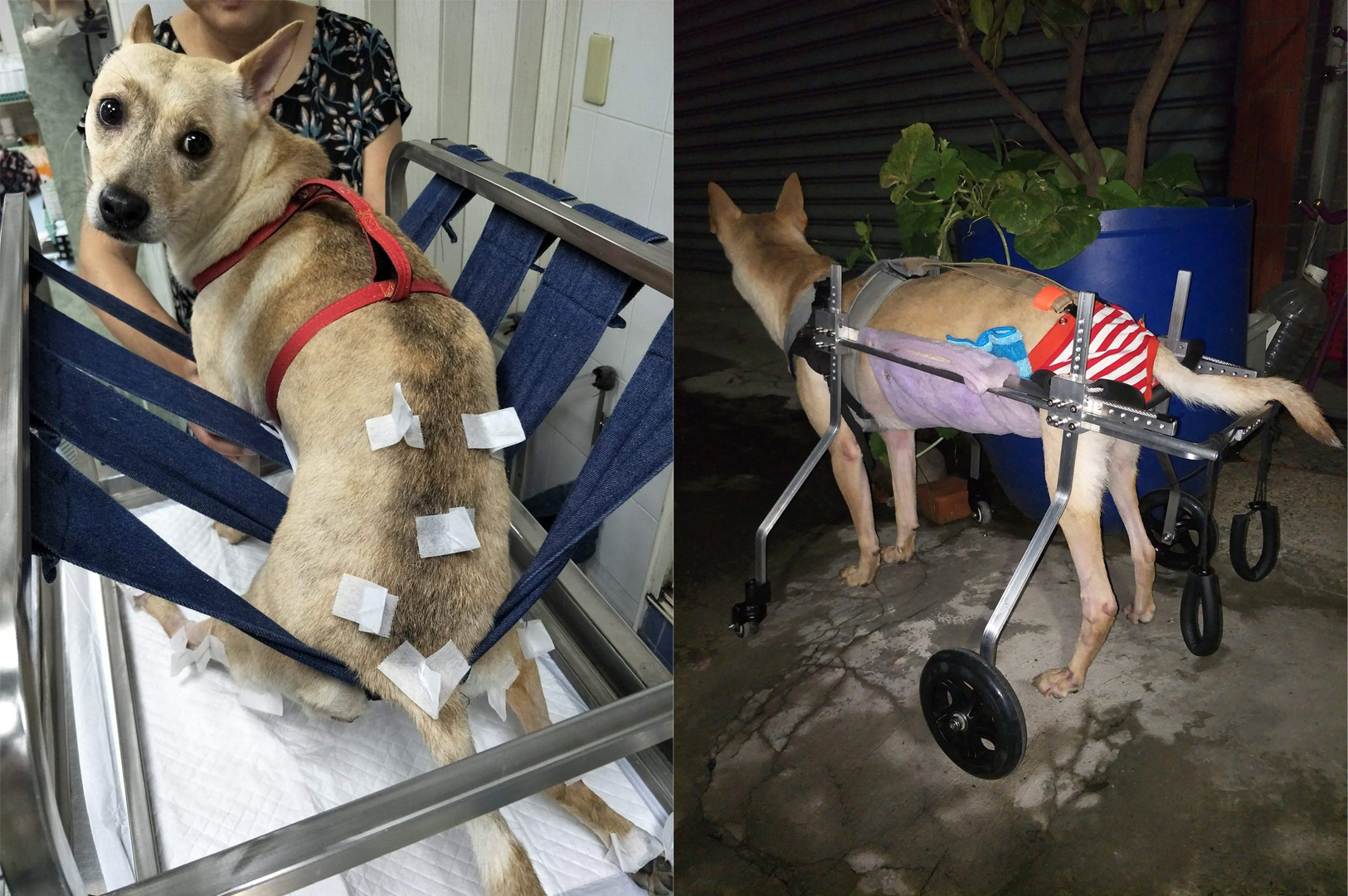 狗狗车祸骨头没断但是不能直立,狗狗脊椎受损瘫痪恢复几率