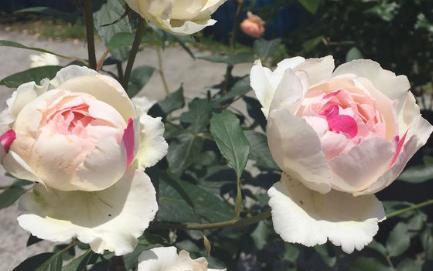 月季伊芙的特点,伊芙月季品种最低温可以适应多少