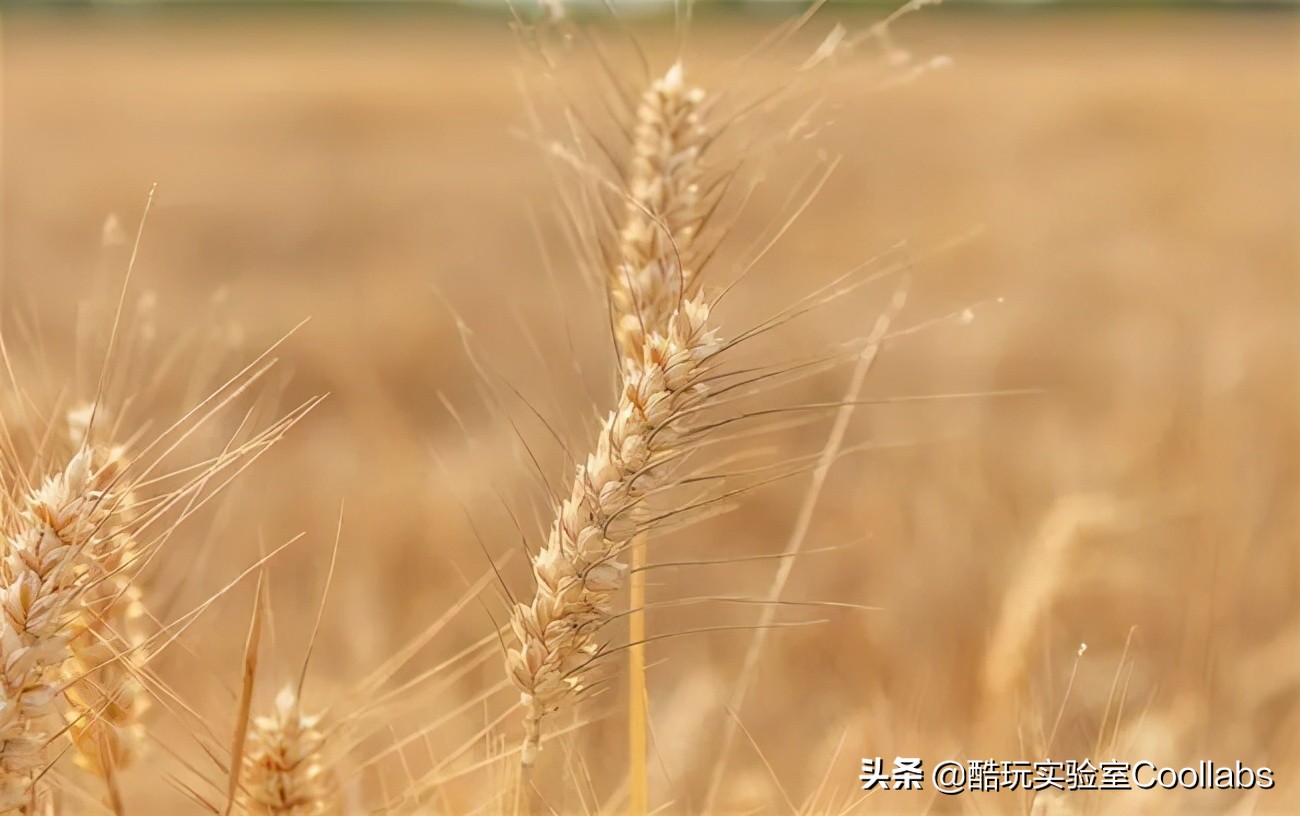 北京三环农田,北京三环麦田房价