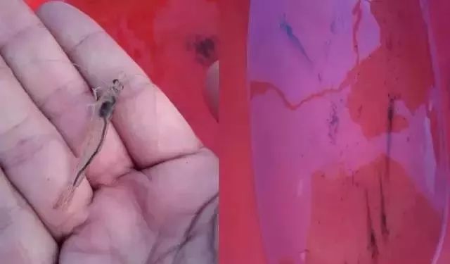 南美白对虾不硬壳是什么原因,南美白对虾营养拌料怎么拌的