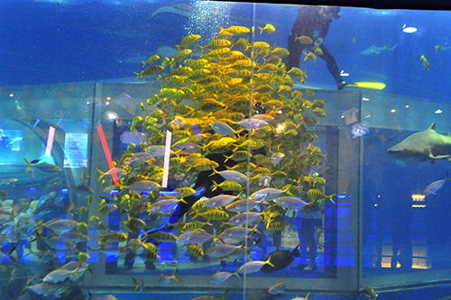 大连老虎滩帆船出海一日游,老虎滩金石滩棒棰岛