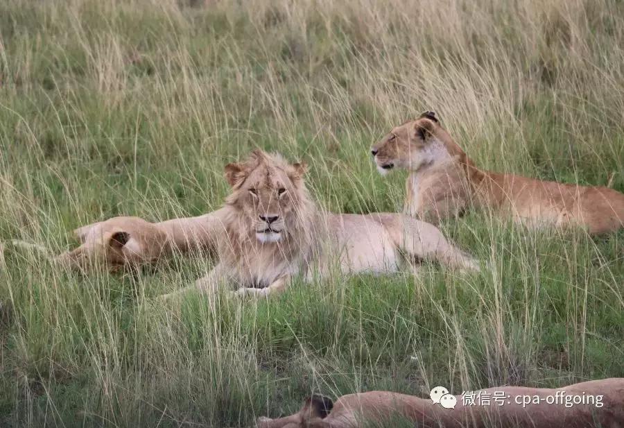 这个野奢的国度，欧美、日韩人都爱去，为何我们国家没人去？