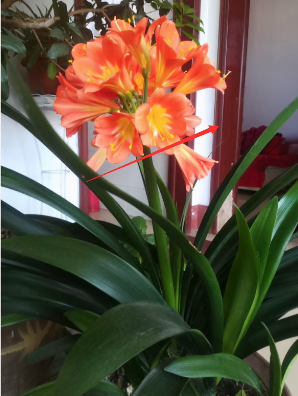 君子兰不开花怎么办才能让它开花,君子兰开花后应注意什么