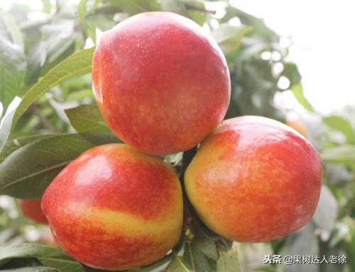 大棚桃怎么提高品质,种大棚桃子有前景吗
