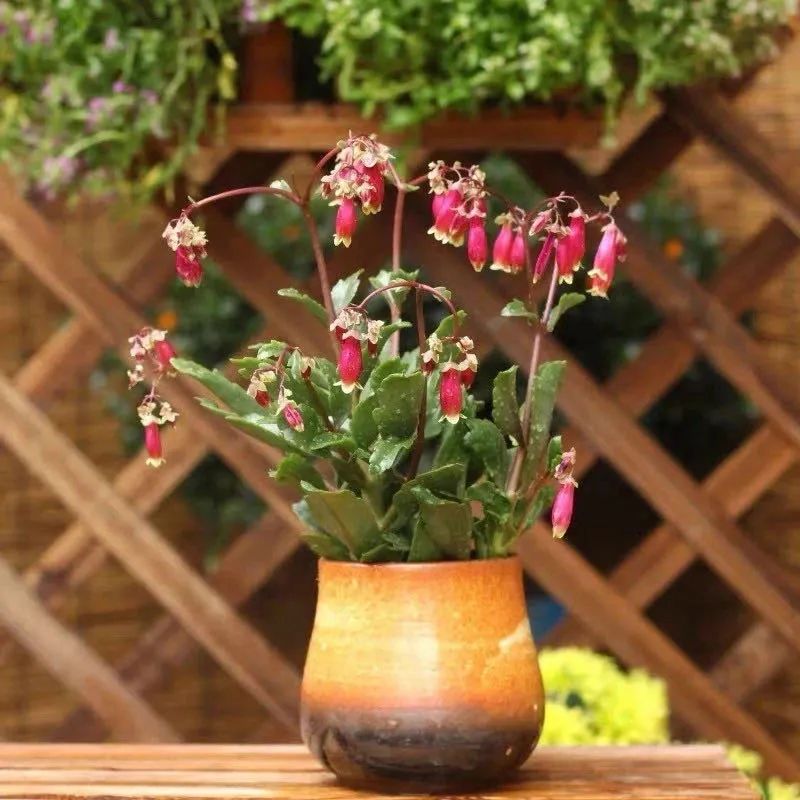 适合新手养的灯笼花,灯笼花用什么花盆栽最好