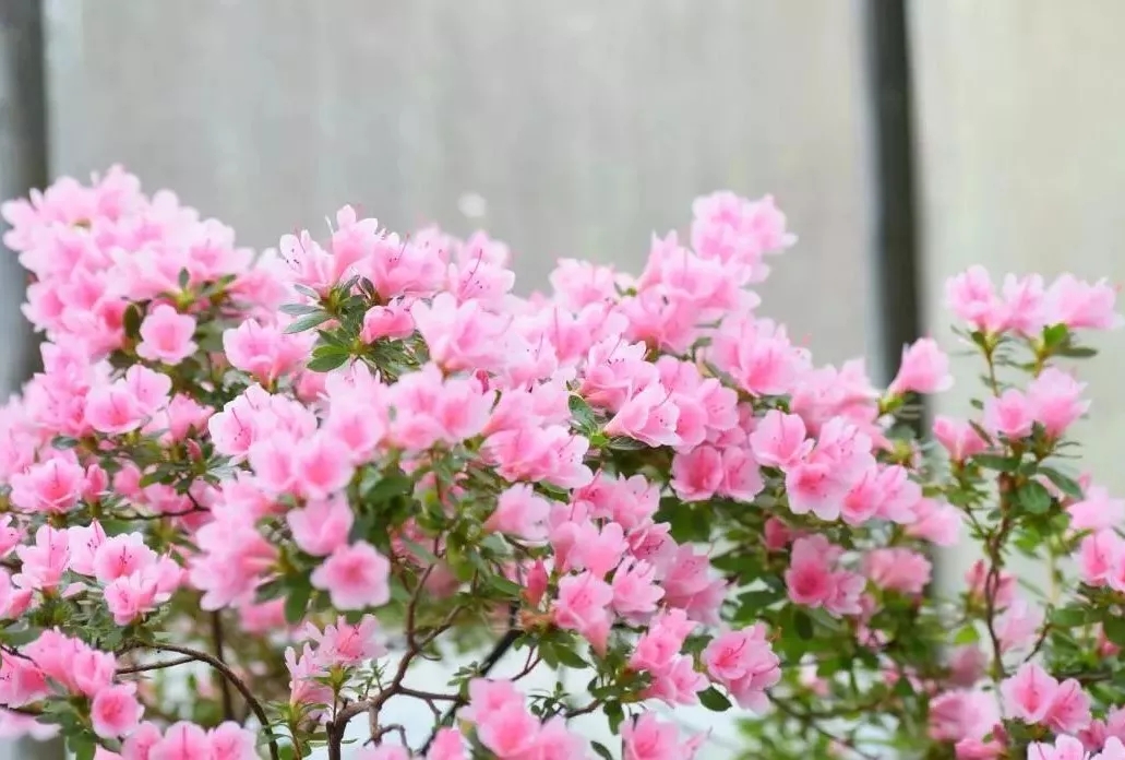 杜鹃花如何养会更好,土壤栽培的杜鹃花怎么才能养好呢