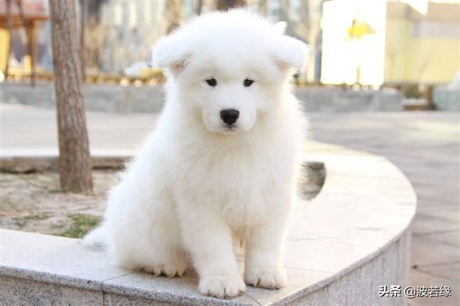 萨摩耶狗狗护食的正确教育方法,萨摩耶宠物怎么养成