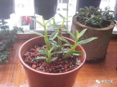 石斛兰用煤渣好吗,怎样用锯末养石斛兰