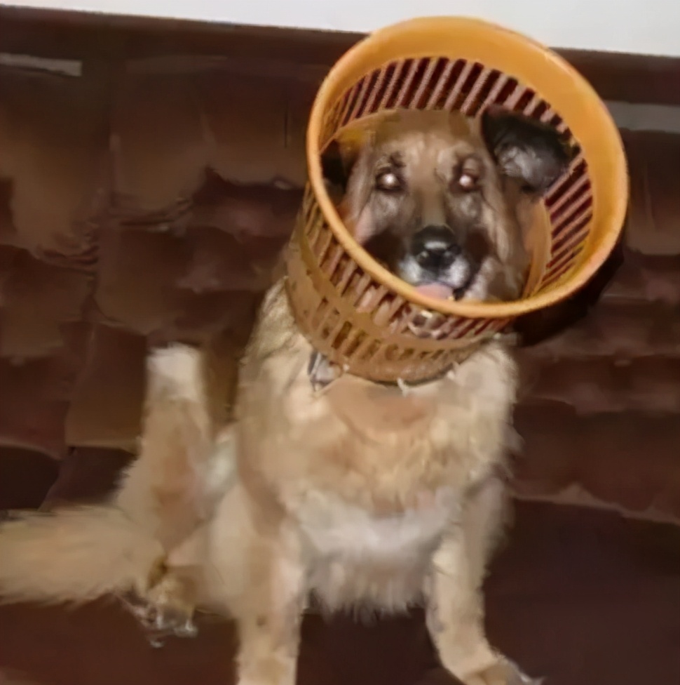 给猫戴上脖圈之后很低落,为什么给猫戴上猫圈就安静了