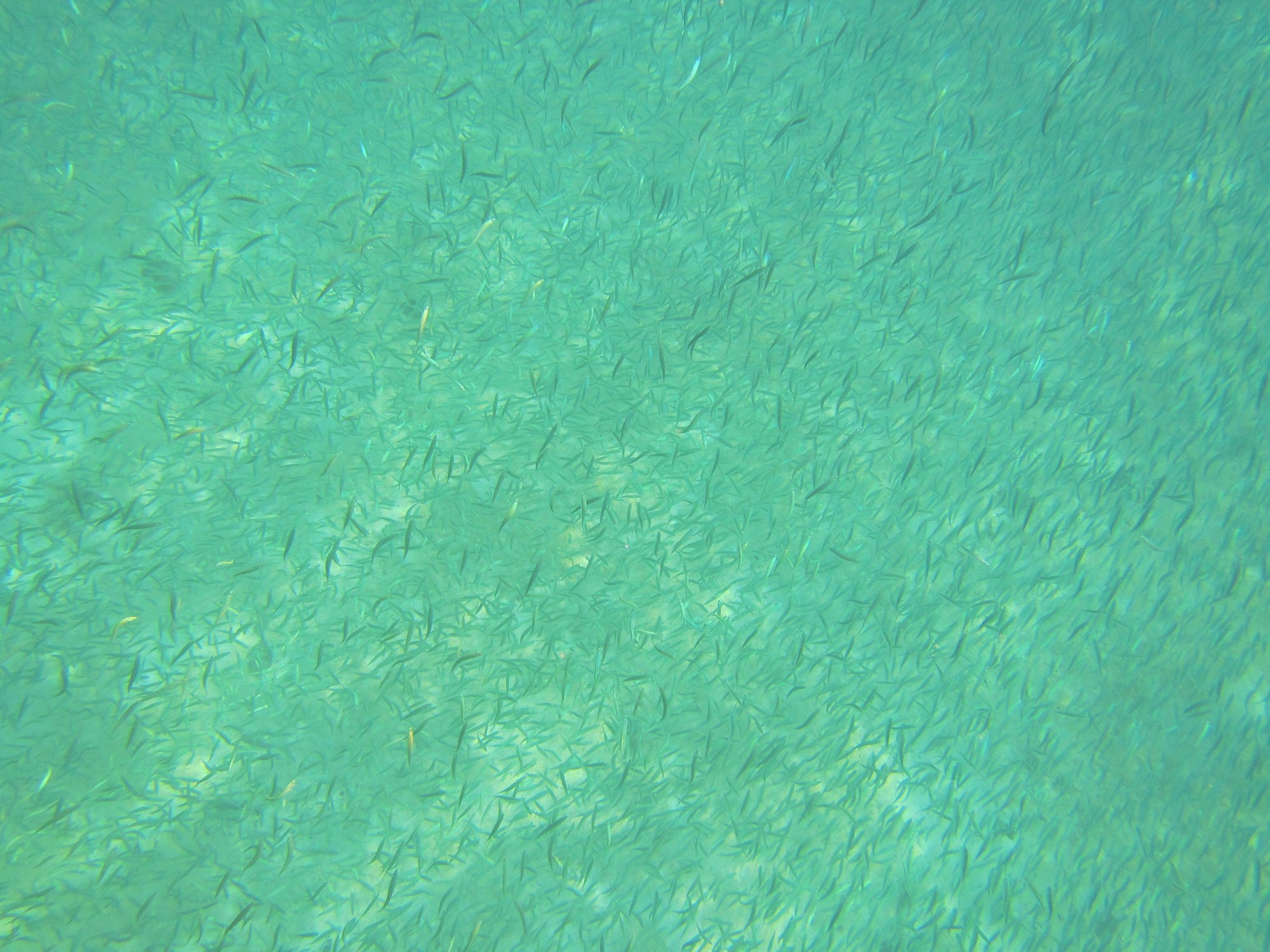 一定是特别的缘分——帕劳，再遇见「周若雪Patty」·上