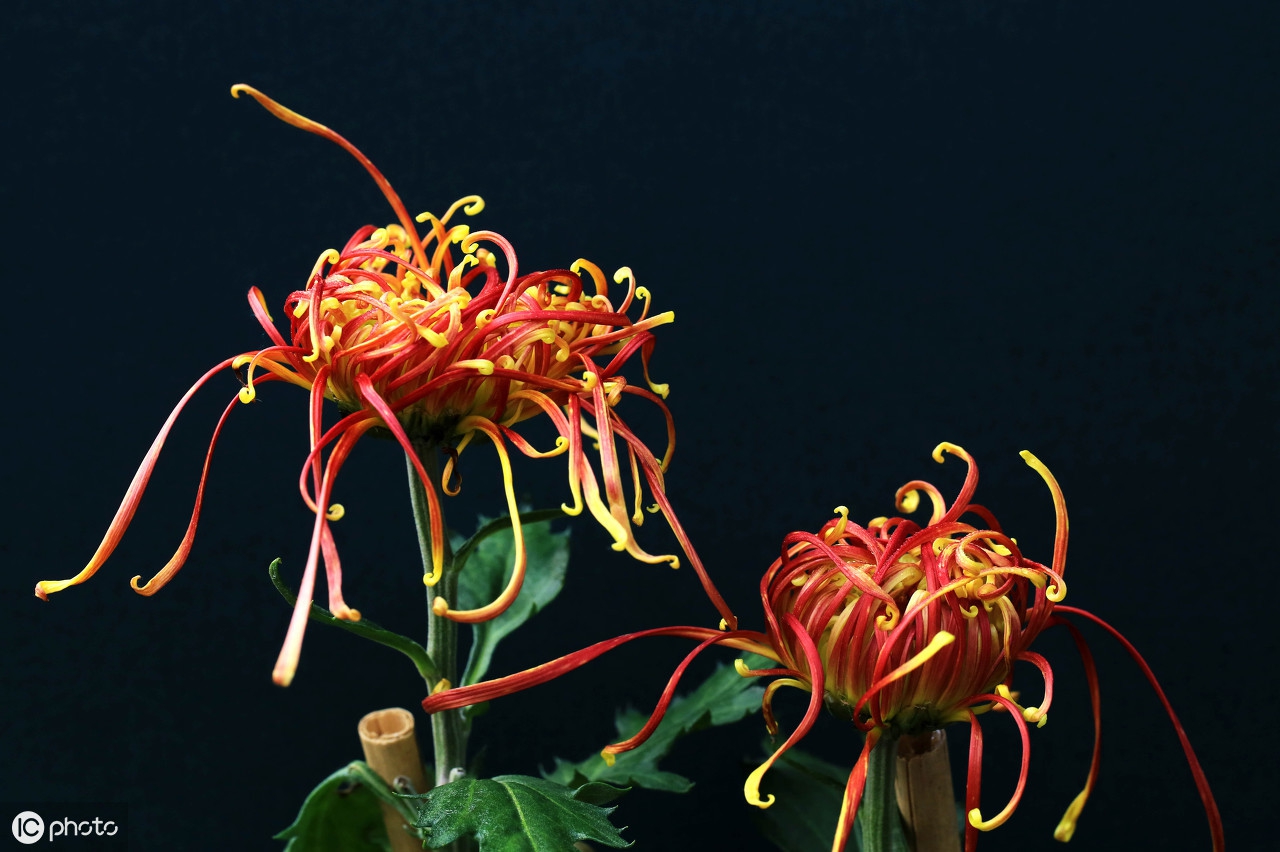 店铺开业祝福语大全简短,店铺开业贺词祝福语