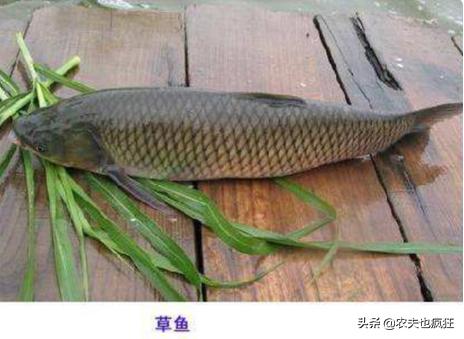 草鱼跟青鱼养殖技术,青鱼和草鱼有什么区别