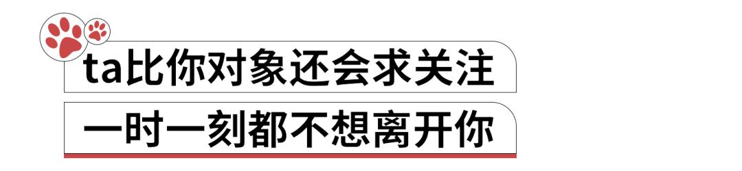 养猫人哭了 (朝九晚五适合养猫吗)