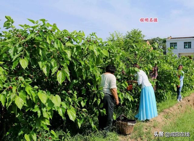 咸阳人:周末,到兴平摘桑葚走!
