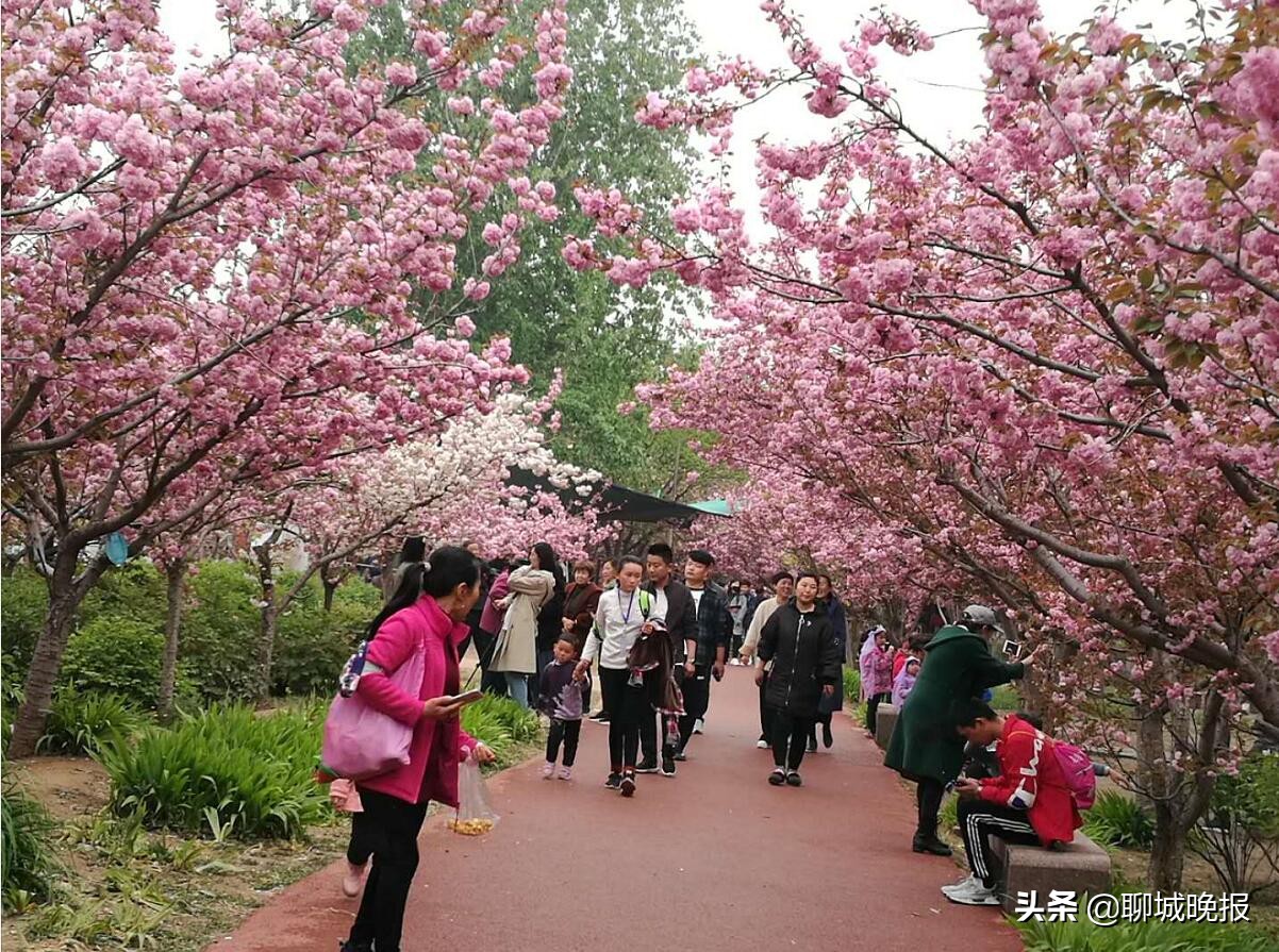 金匮公园看樱花游玩攻略,聊城姜堤乐园樱花什么时候开