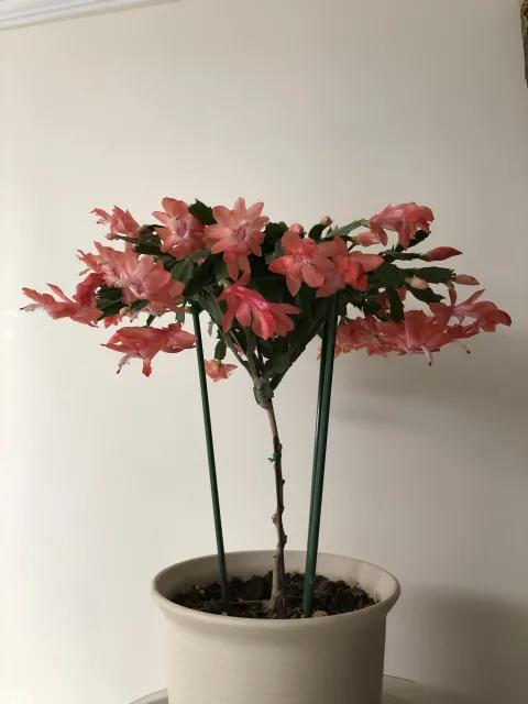 蟹爪兰20棵,有20株蟹爪兰适合多大的盆