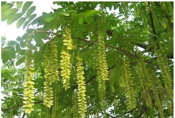 「趣说方言⑦」湖北为何把“柳树”称为“杨树”?