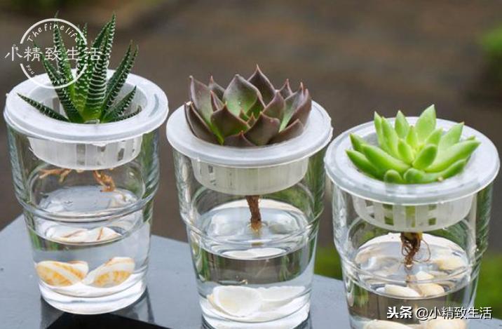 买来的植物没有根,买回多肉没根