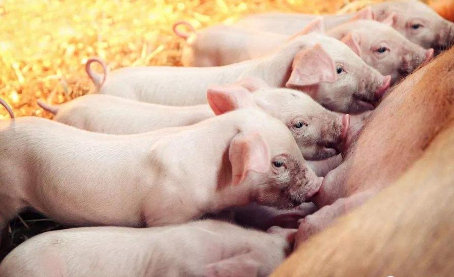 母猪产前要做哪些准备,母猪产前准备哪些工作