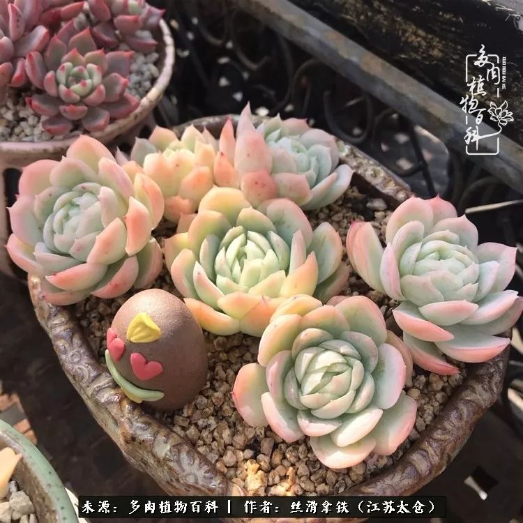 秋叶将落,秋叶即将落下你依然美丽