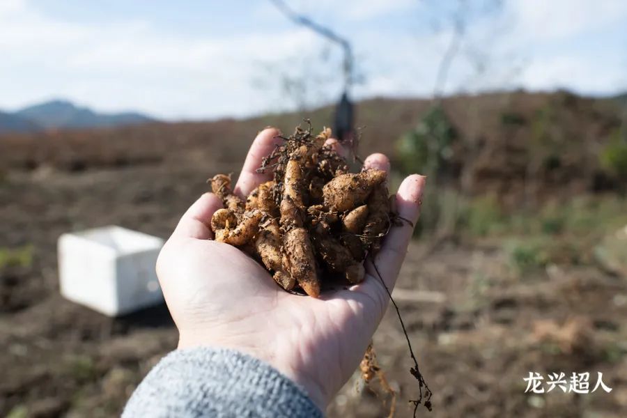 贵州的道地药材天麻,天麻属于哪里的道地药材