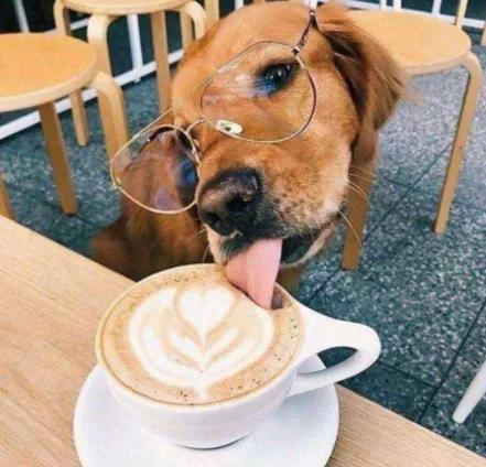 狗狗误食一点点巧克力会死吗,狗狗吃了巧克力轻微中毒的症状