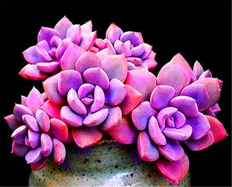 紫乐悬崖桩不修根可以上盆吗,多肉紫乐怎么养成老桩